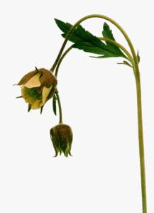 Hans Hammarskiöld, Humleblomster 2008. Bilden är signerad av fotografen.