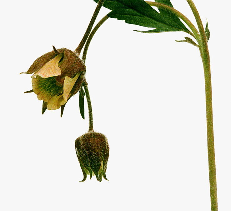 Hans Hammarskiöld, Humleblomster 2008. Bilden är signerad av fotografen.
